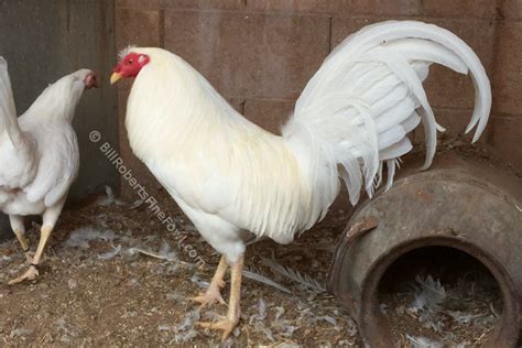 white butcher gamefowl.